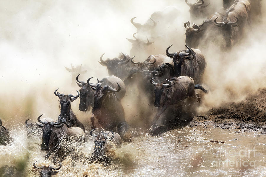 Wildebeest herd crossing the Mara River #1 Photograph by Jane Rix
