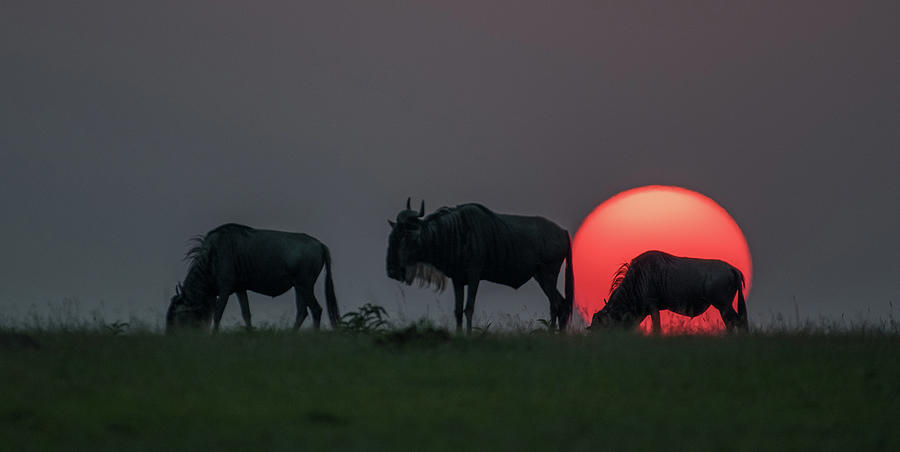 Wildebeest Sunset #1 Photograph by Eric Albright