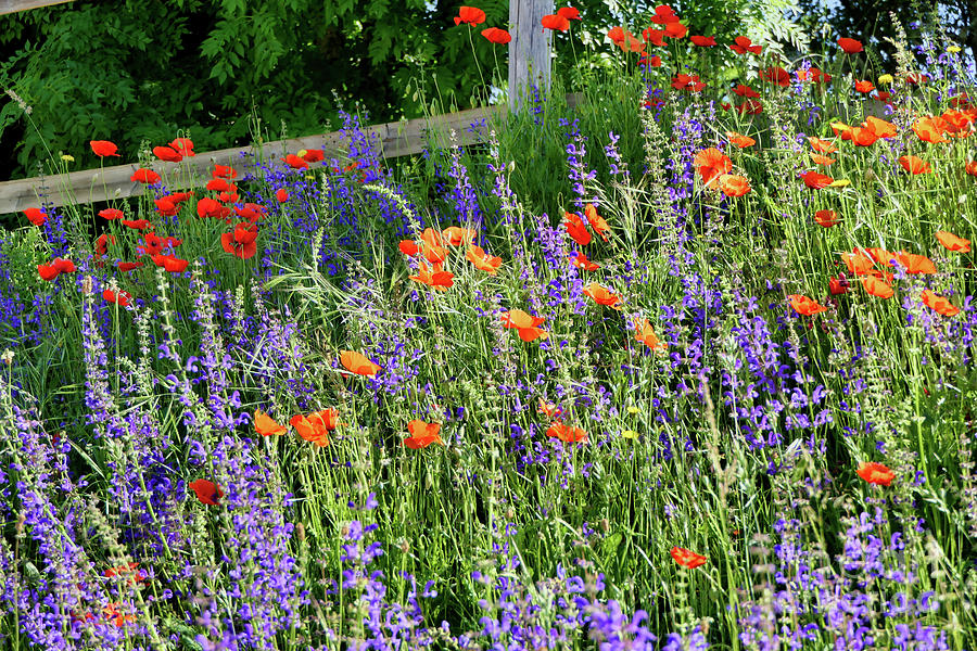 Wildflower Bank Photograph by Stephen Farhall - Fine Art America