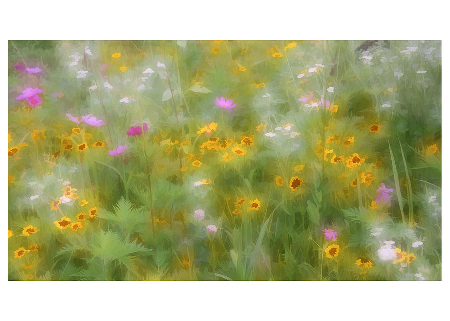 Wildflower Dreams Photograph by David Hutchison