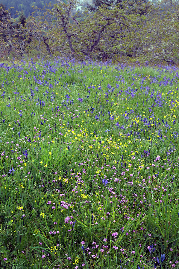 Wildflower meadow, Cowichan Valley, Vancouver Island, British Columbia #1 Photograph by Kevin Oke