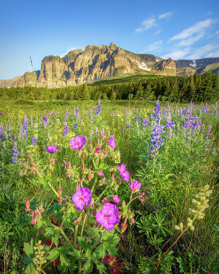 Wildflowers at Many Glacier  #1 Photograph by Jack Bell