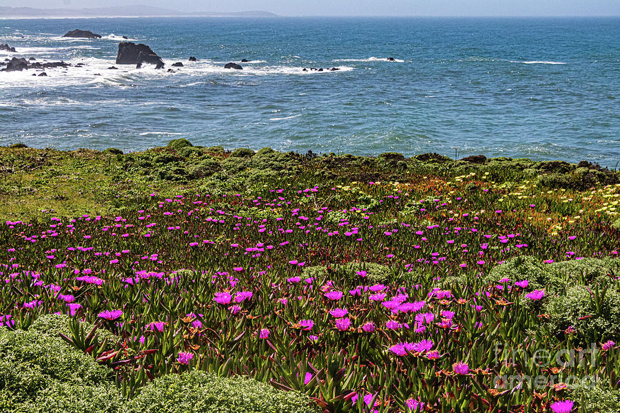 Wildflowers By the Bay #2 Photograph by Thomas Marchessault