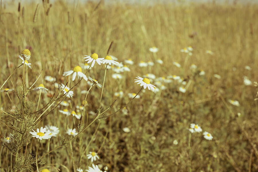 Wildflowers Daisies. Vintage floral background. Toned image in retro style #1 Photograph by AllNikArt