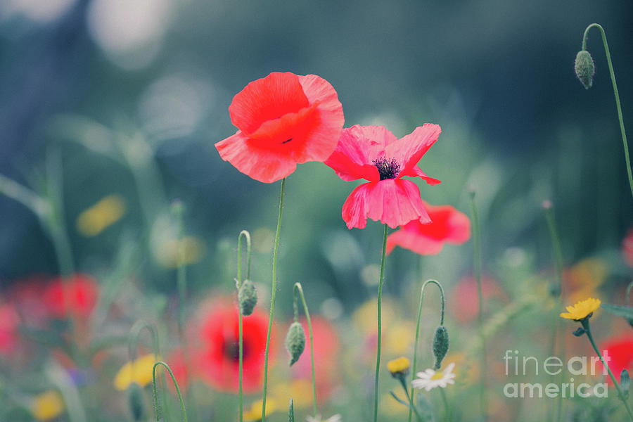 Summer Photograph - Wildflowers Meadow #2 by Eva Lechner