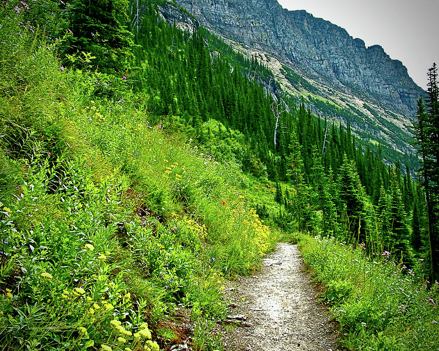 Wildflowers on Highline Trail, Glacier National Park, Montana #1 Photograph by Ruth Hager