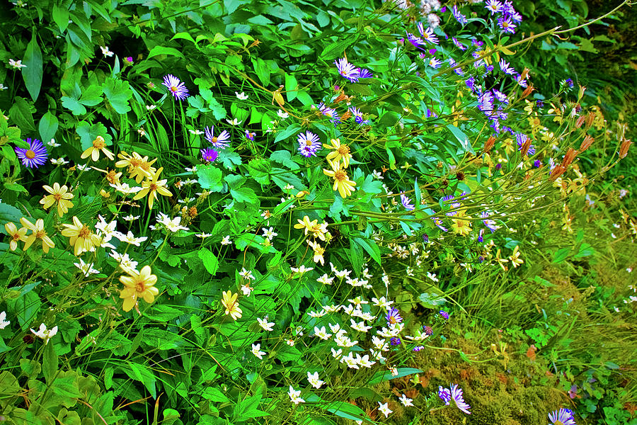 Wildflowers on Highline Trail in Glacier National Park-Montana #1 Photograph by Ruth Hager