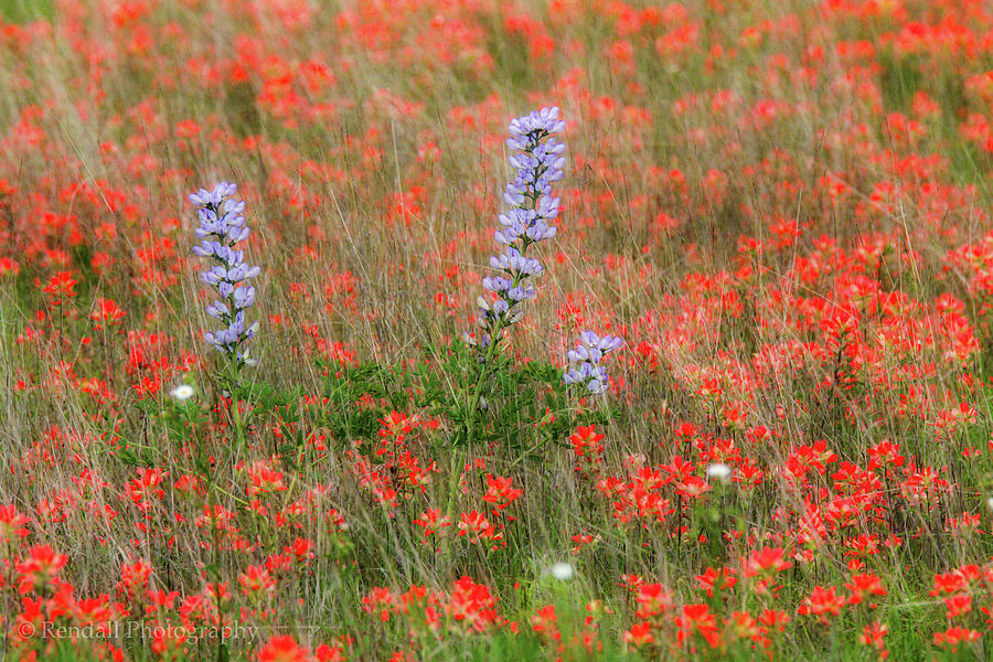 Wildflowers #1 Photograph by Pam Rendall