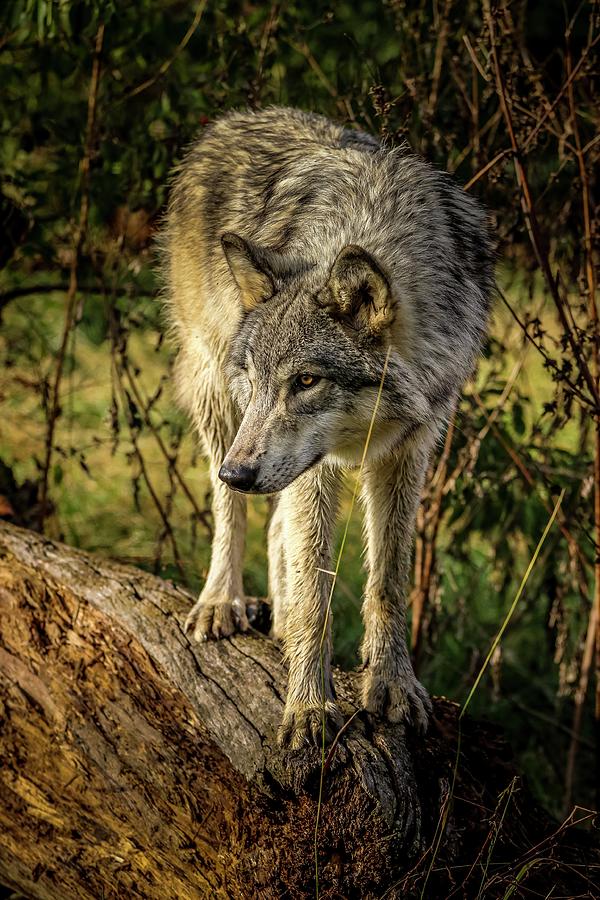 Wolves Photograph - Wildlife #1 by Brian Venghous