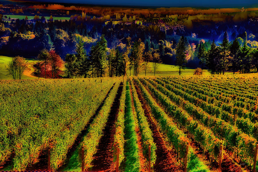 Willamette Valley Wine Country #1 Photograph by Bruce Block
