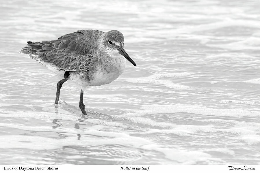 Willet in the Surf-signed Photograph by Dawn Currie