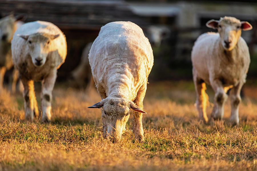 Williamsburg Sheep at Sunset #1 Photograph by Rachel Morrison