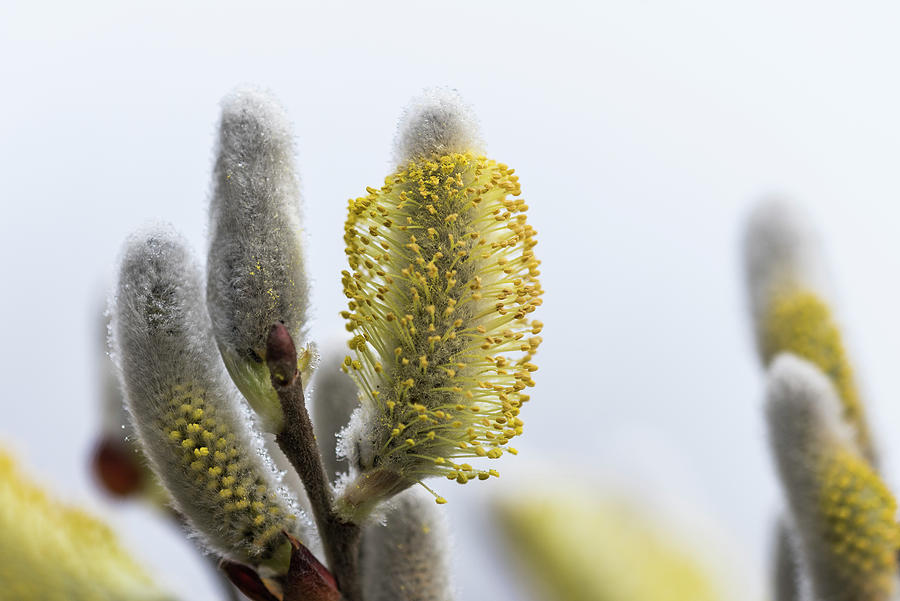 Willow Catkins Photograph by Robert Potts