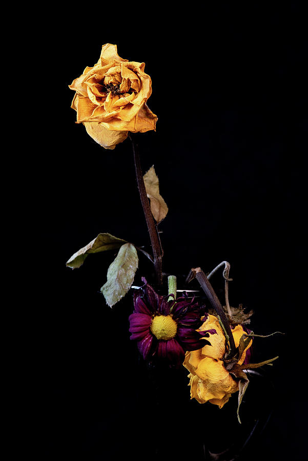 Wilted and dry yellow rose flower on a vase on a black background. #1 Photograph by Michalakis Ppalis