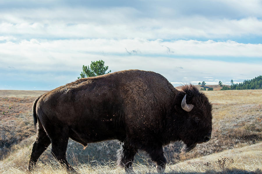 Wind Cave Bison Photograph by Kyle Hanson