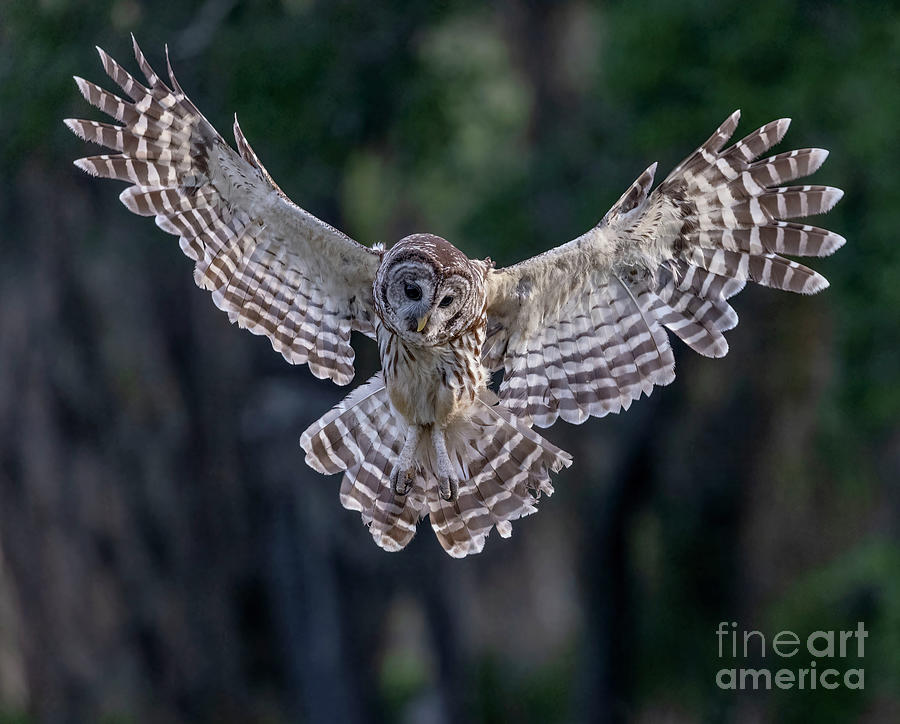 Wings Out #1 Photograph by Dale Erickson - Fine Art America