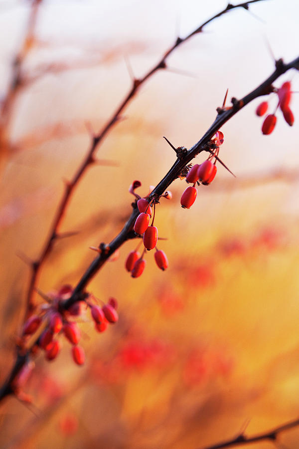 Winter Berries #1 Photograph by Garden Gate magazine