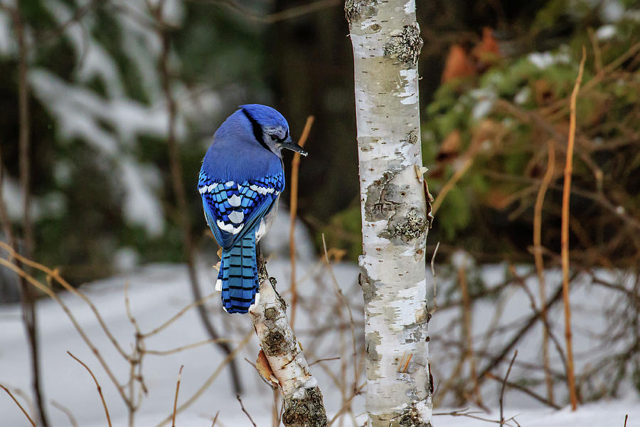 Winter Blue Jay #1 Photograph by Gary Hall