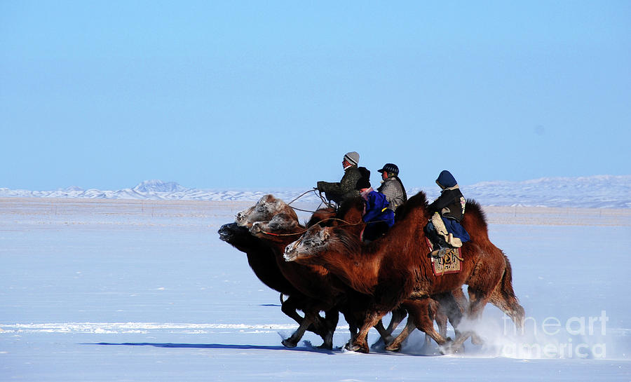 Winter Camel racing  #1 Photograph by Elbegzaya Lkhagvasuren