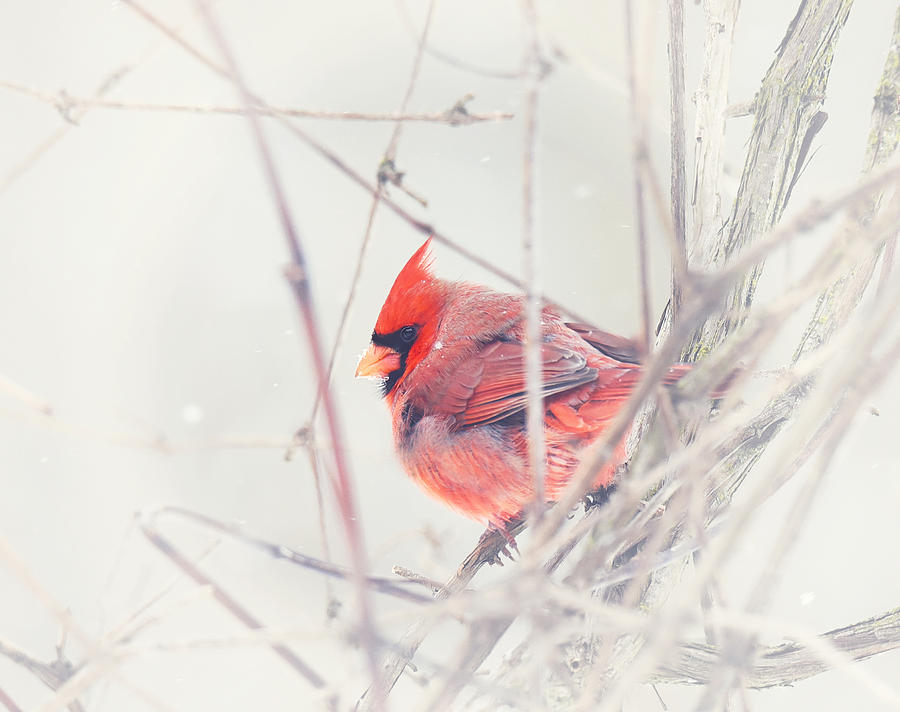 Winter Cardinal  #1 Photograph by Kay Jantzi