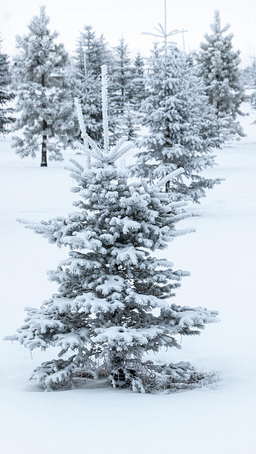 Winter Photograph - winter Christmas trees #1 by Phil And Karen Rispin