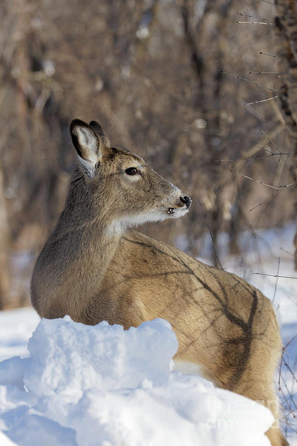 Winter Doe #1 Photograph by Natural Focal Point Photography