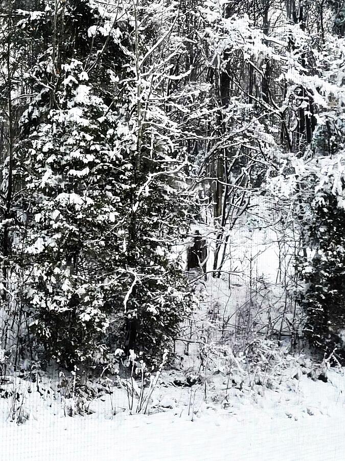Winter Photograph - Winter Forest  #1 by Shelly Wiseberg