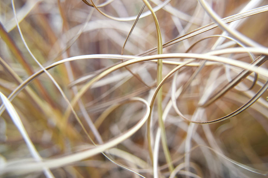 Winter Grasses #1 Photograph by Curtis Krusie