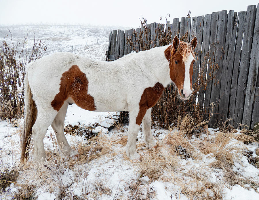 Winter Photograph - Winter Horse #1 by Phil And Karen Rispin