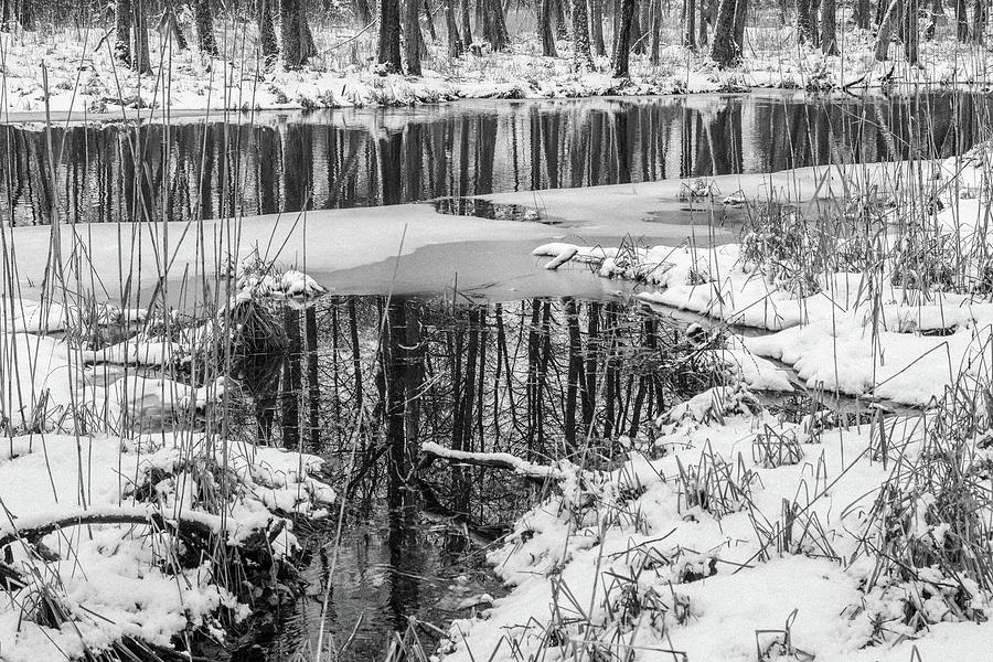 Winter in the riparian forest of Sapina Valley. Grayscale photograph. Photograph by Radek Kucharski