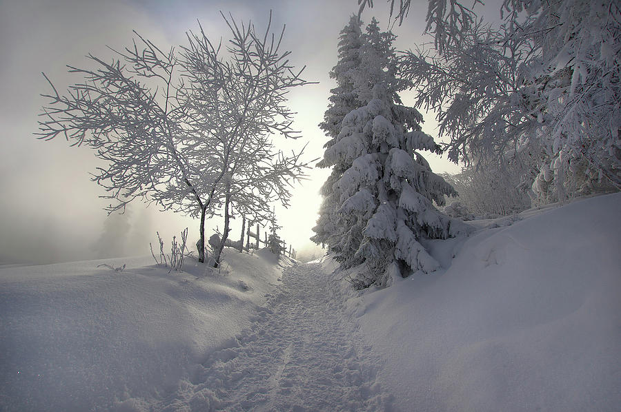 Winter Photograph
