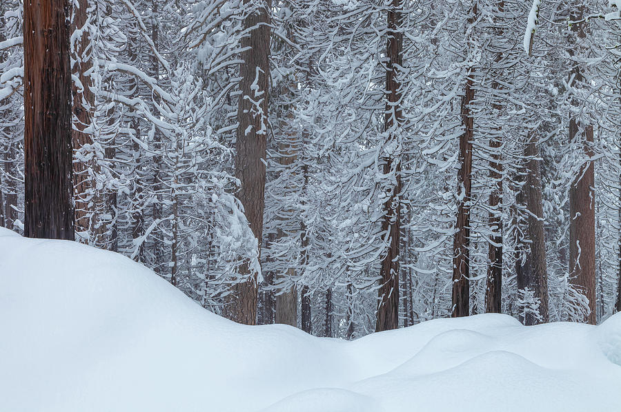 Winter #2 Photograph by Jonathan Nguyen