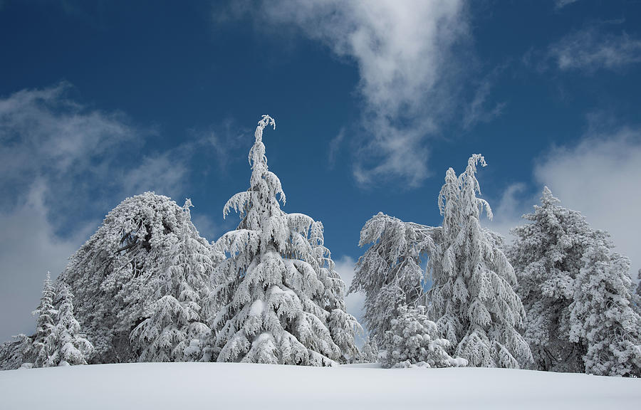 Winter landscape in snowy mountain frozen snow covered fir trees against blue cloudy sky. #1 Photograph by Michalakis Ppalis
