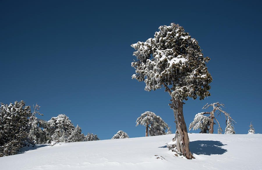 Winter landscape in snowy mountains. Frozen snowy lonely fir trees against blue sky. Photograph by Michalakis Ppalis
