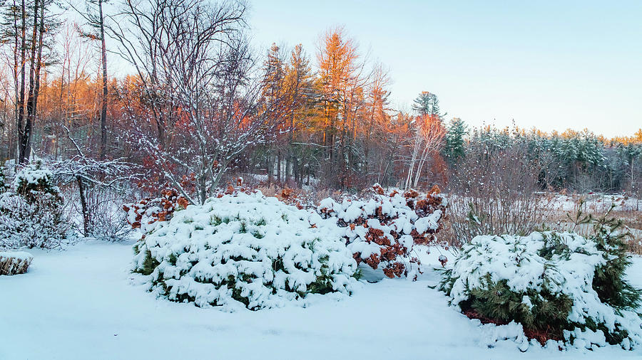 Winter landscape 1 Photograph by Lilia S