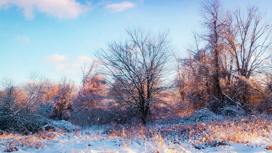 Winter magic - golden light 2 Photograph by Lilia S