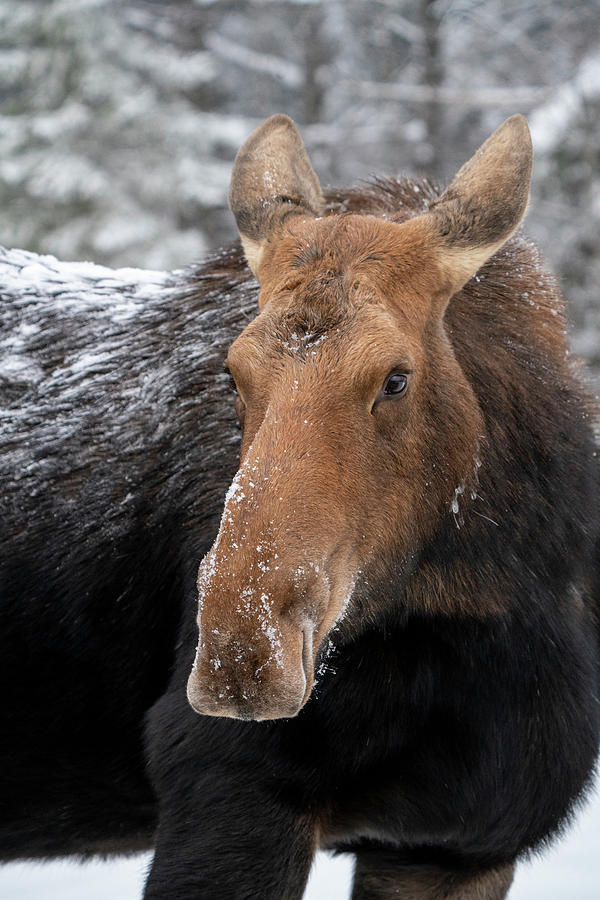Winter Moose Manitoba #1 Photograph by Mark Duffy