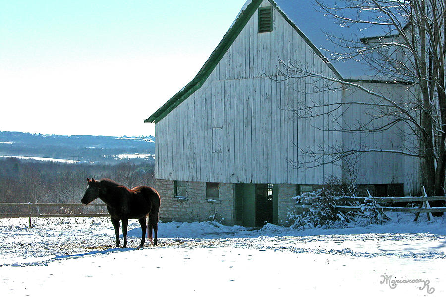 Winter on a Farm #1 Photograph by Mariarosa Rockefeller