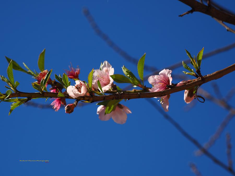 Winter Peach Blossoms #1 Photograph by Richard Thomas