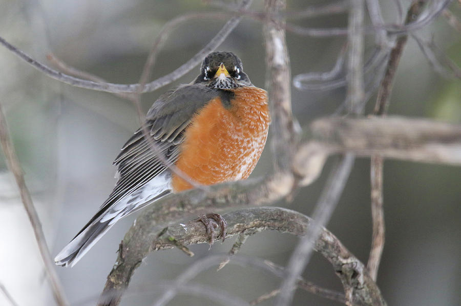 Winter Robin #1 Photograph by Brook Burling
