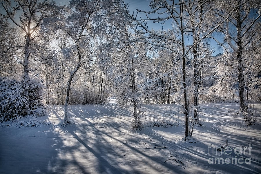 Winter Sun #1 Photograph by Edmund Nagele FRPS