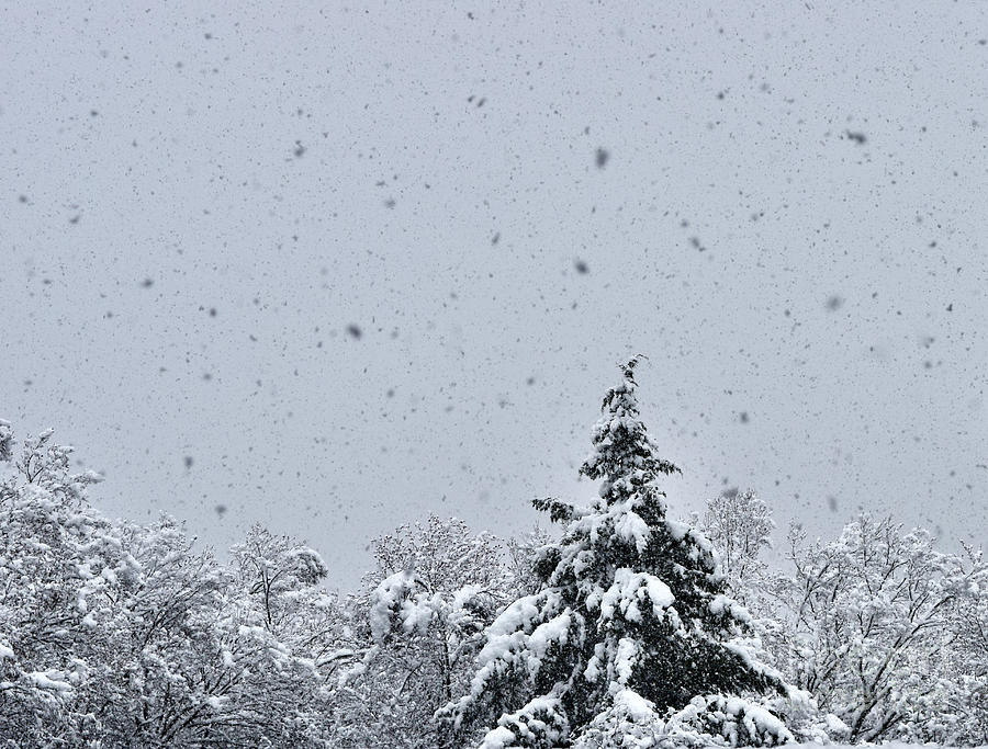 Vermont Winterscape Photograph by Debra Banks