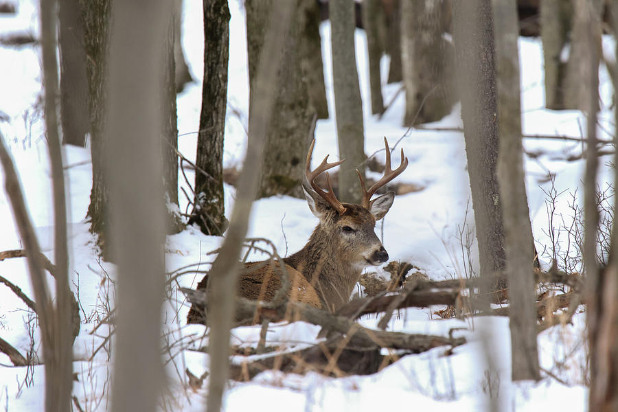 Winter Whitetail #1 Photograph by Brook Burling