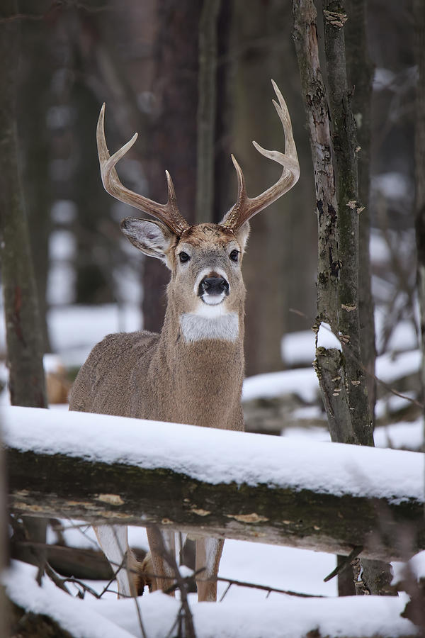 Winter Whitetail Buck #1 Photograph by Brook Burling
