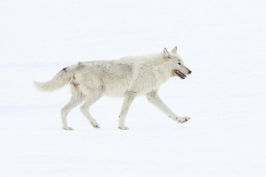 Winter Wolf #1 Photograph by Julie Argyle