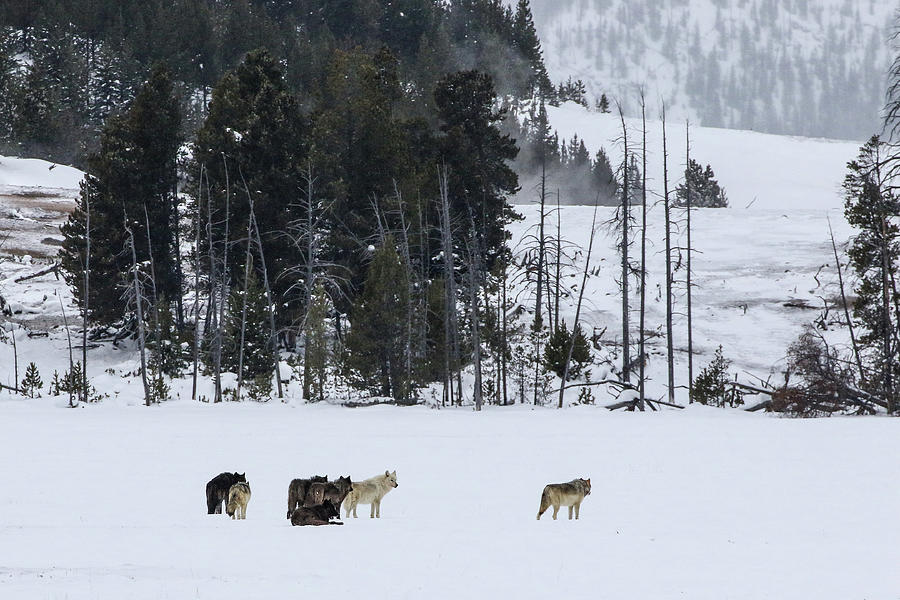 Winter Wolves #1 Photograph by Julie Argyle