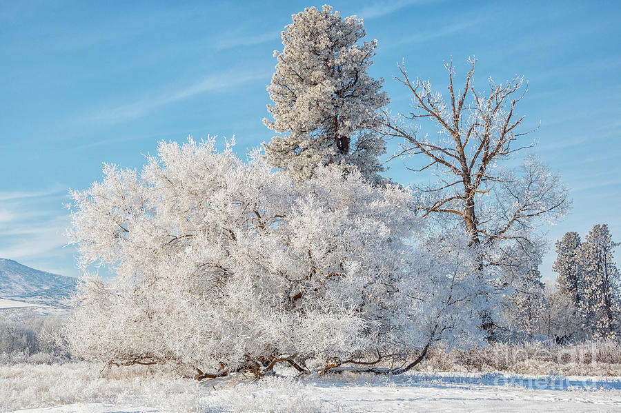Winter Wonderland #1 Photograph by Michael Dawson