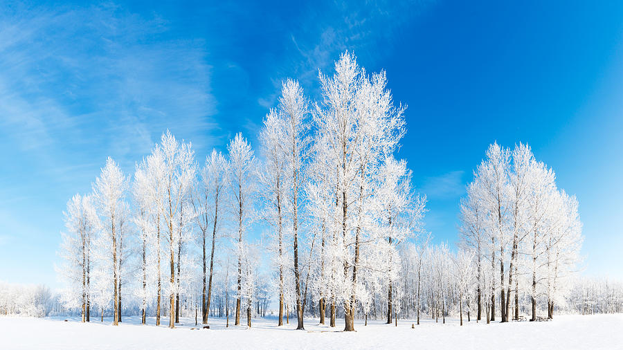 Nature Photograph - Winter Wonderland #1 by Nebojsa Novakovic
