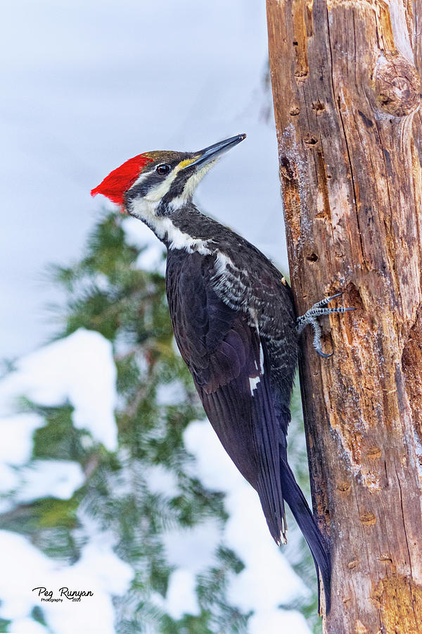 Winter Woodpecker #1 Photograph by Peg Runyan
