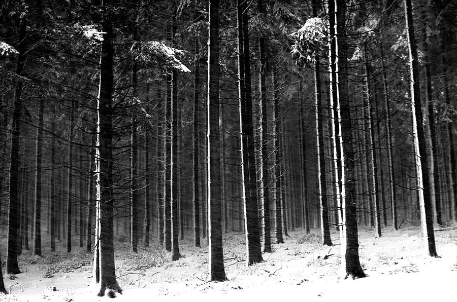 Winter Woods In Black And White Photograph